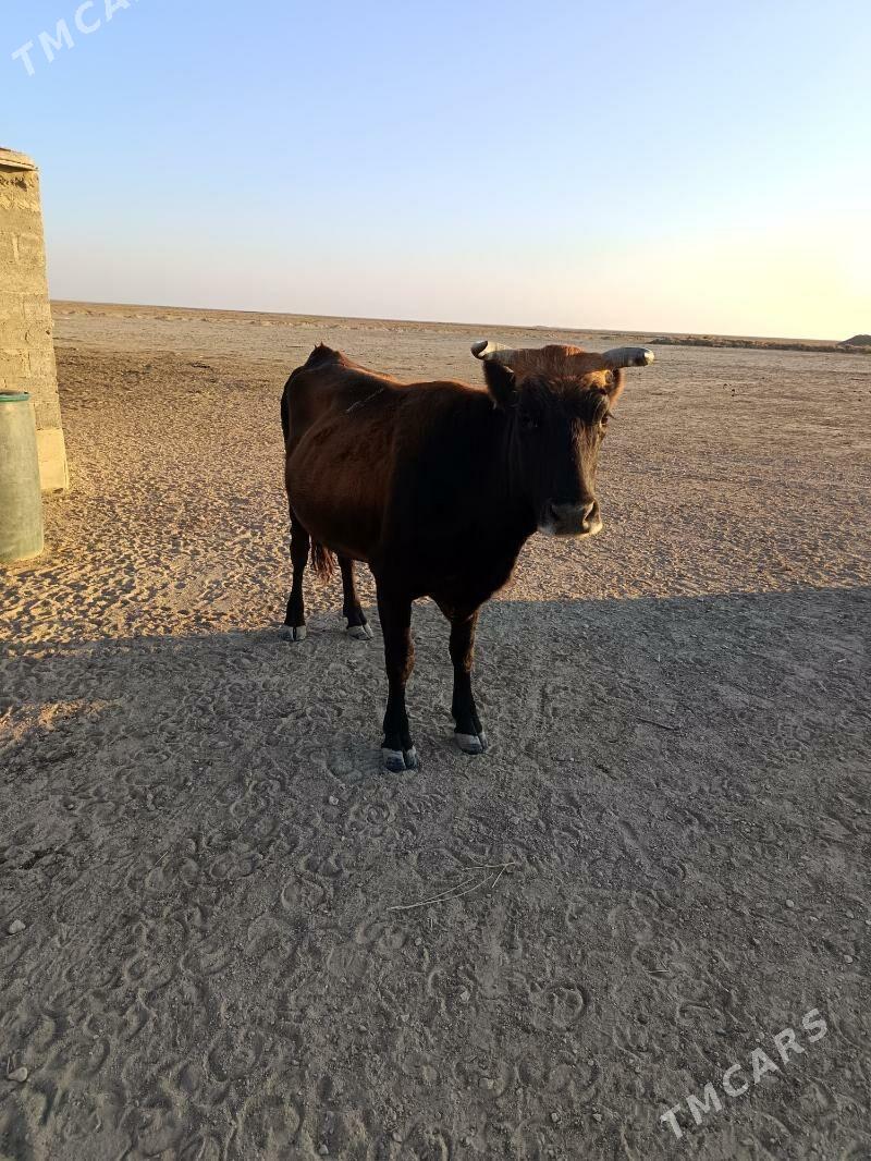 sygyr - Gumdag - img 3