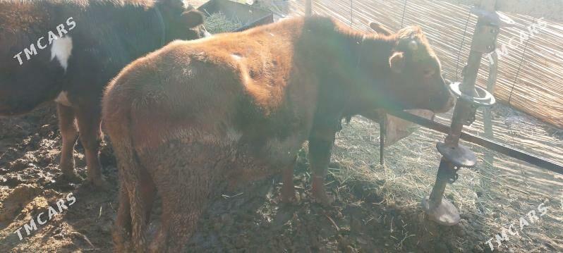 okuzler - Baýramaly - img 2