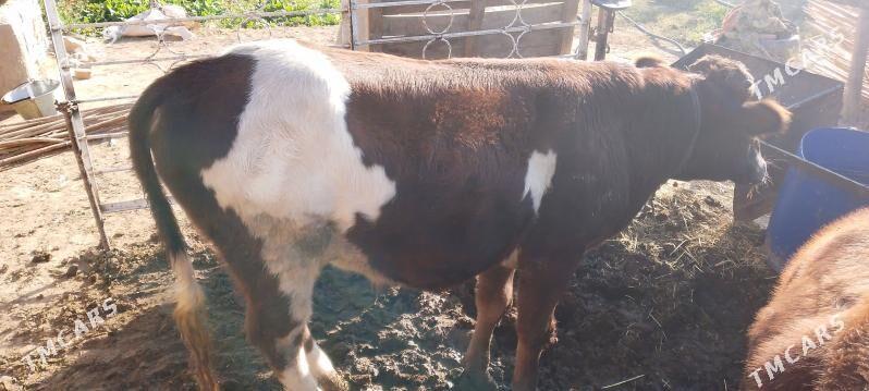 okuzler - Baýramaly - img 3