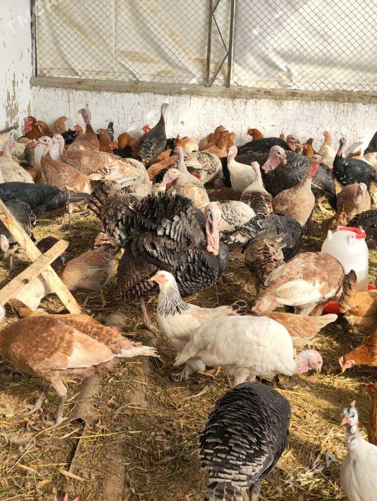 induk sisarka - Gökdepe - img 4