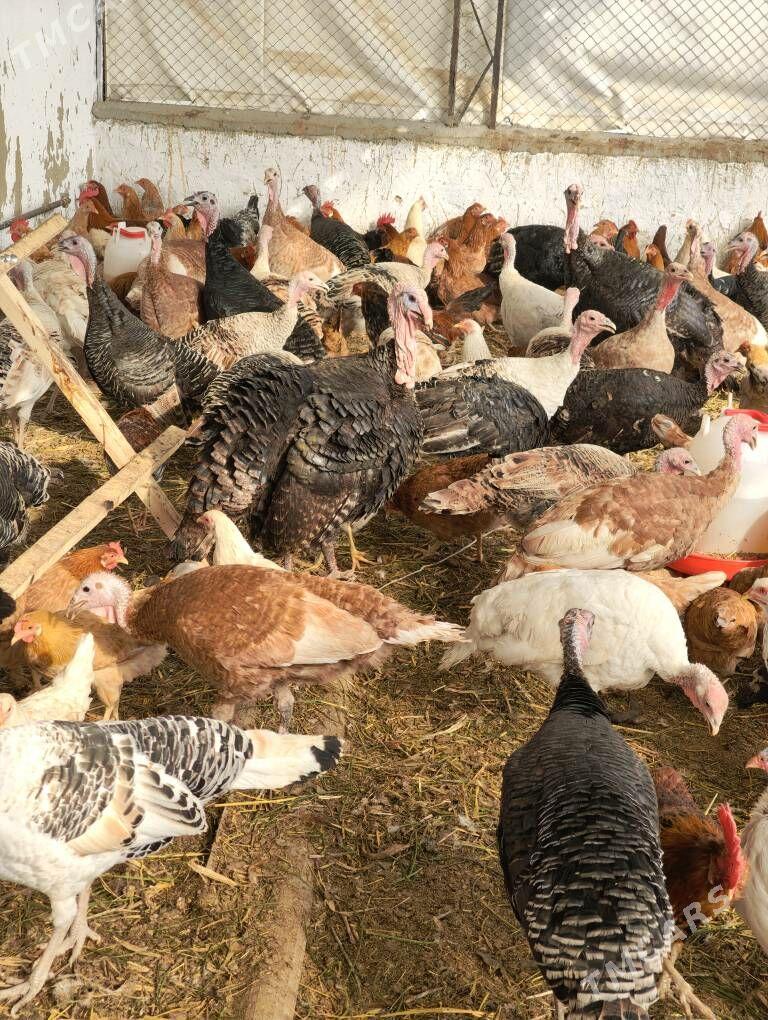 induk sisarka - Gökdepe - img 3