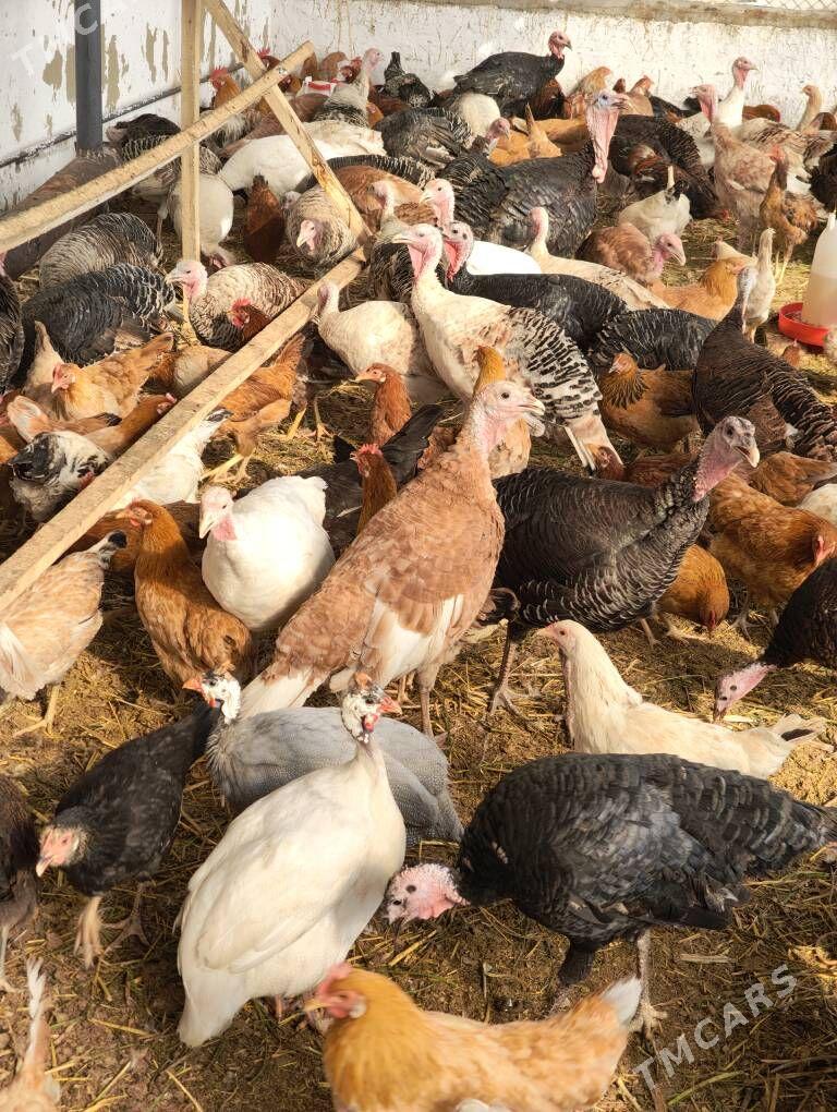 induk sisarka - Gökdepe - img 2