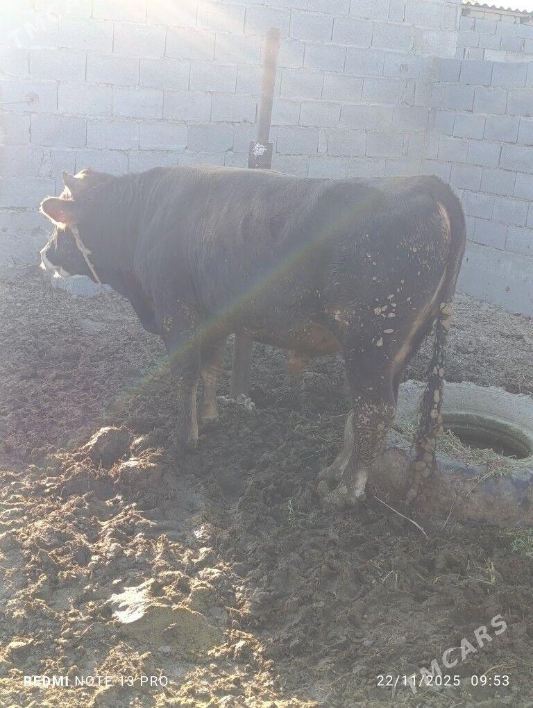 Bakylan okuz - Бахарден - img 2