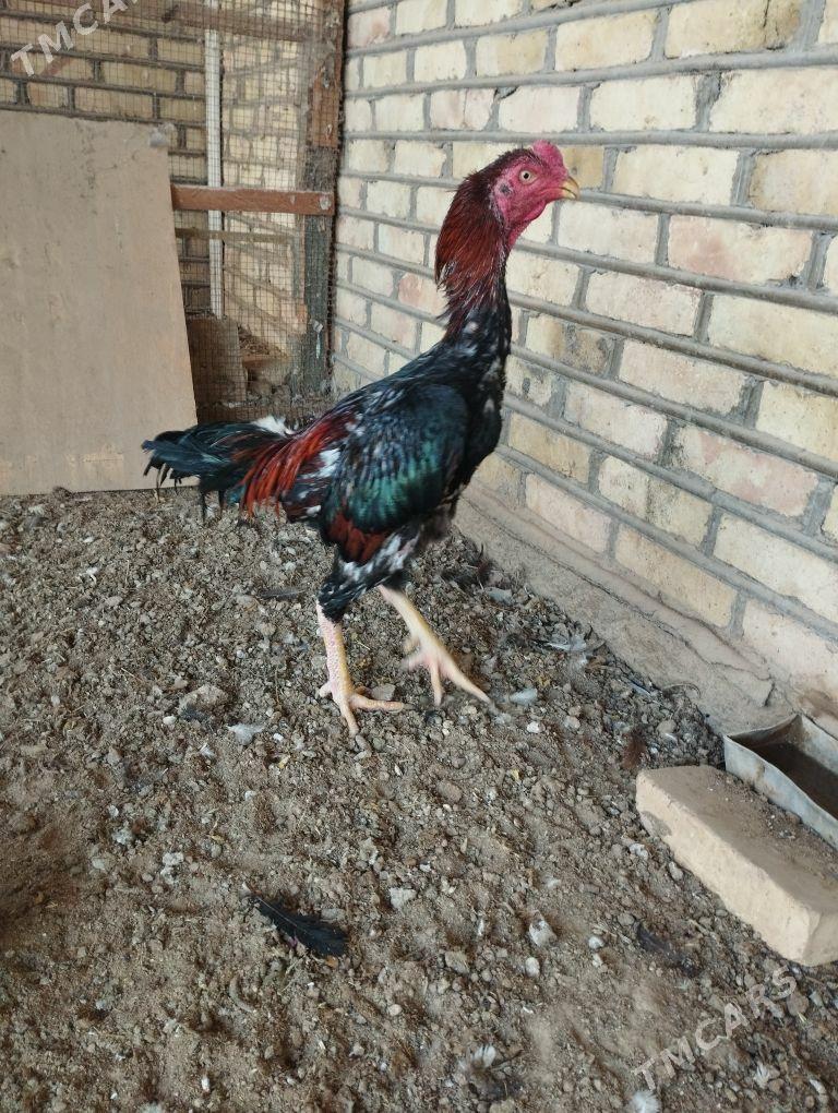 baysow horaz - Mary - img 3