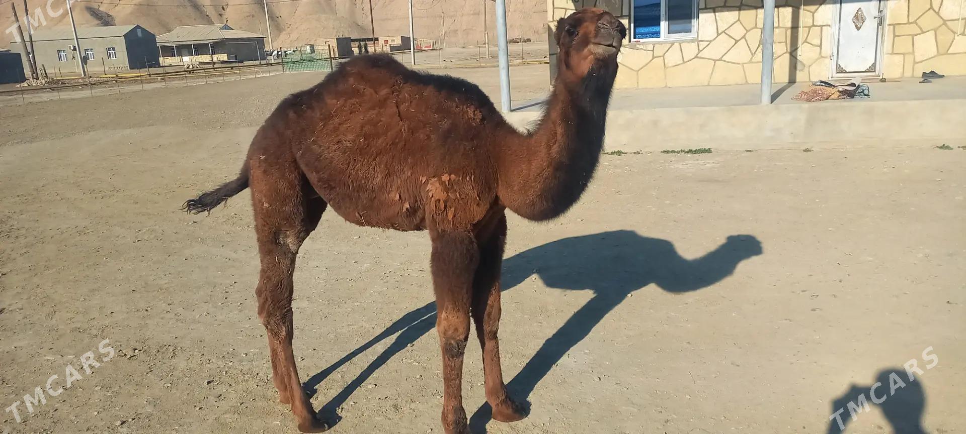 Köşek - Etrek - img 2