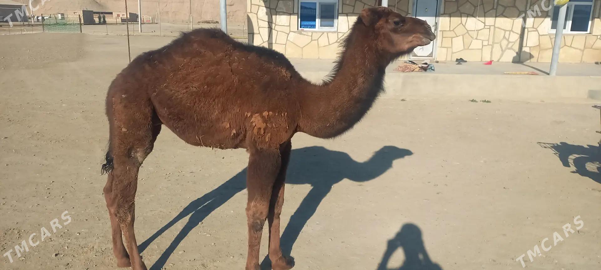 Köşek - Etrek - img 3