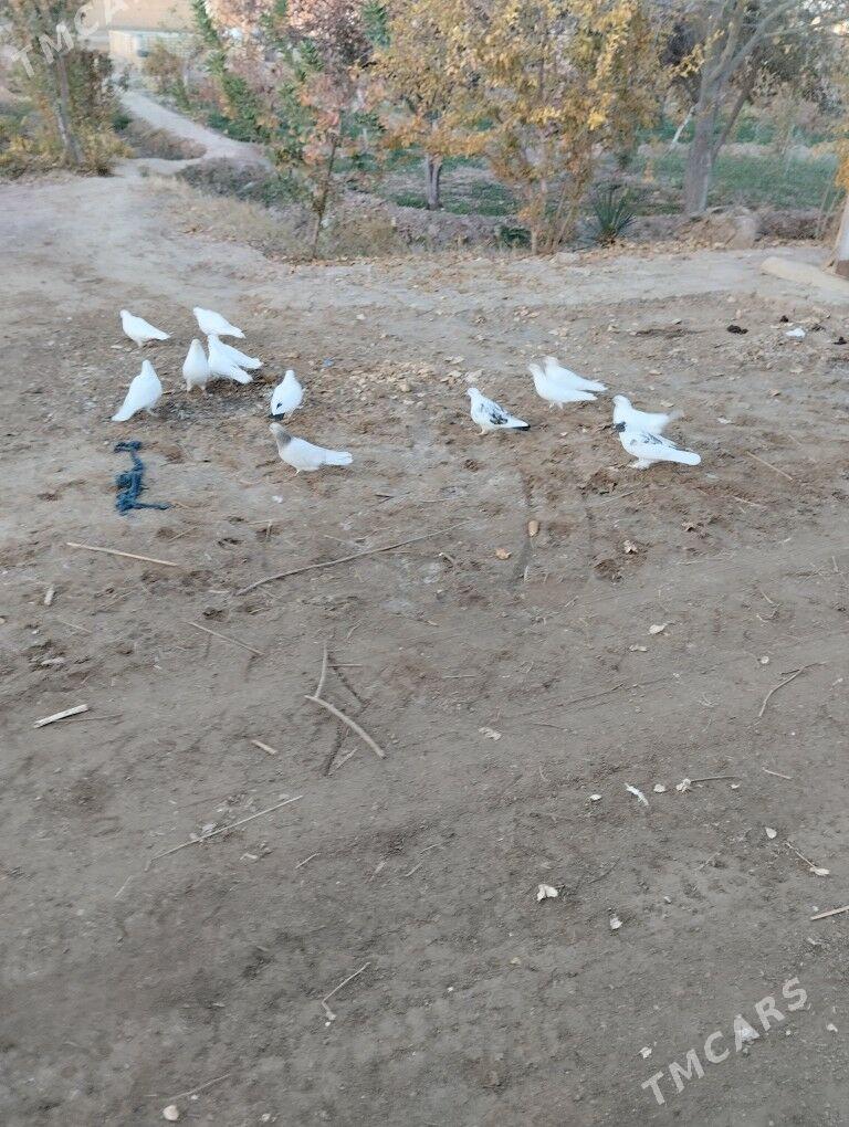 Kepderi - Garagum etraby - img 1