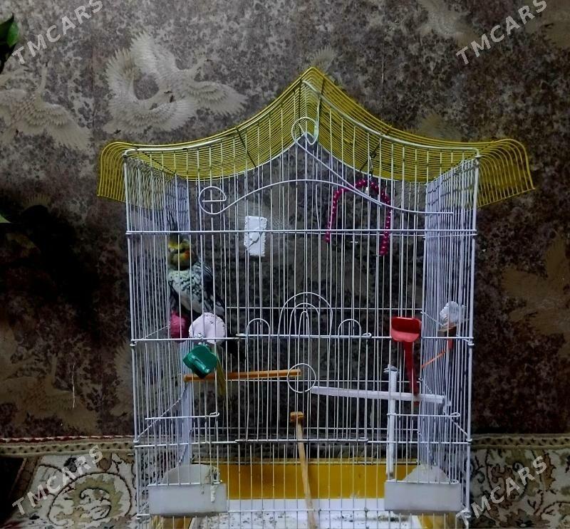 popugay попугай - Parahat 4 - img 3