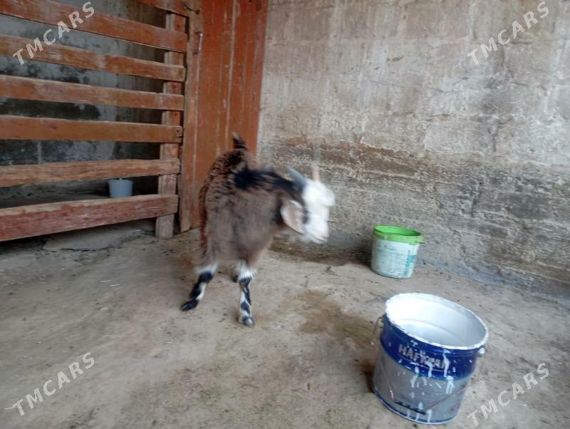 çewyş - Gumdag - img 1