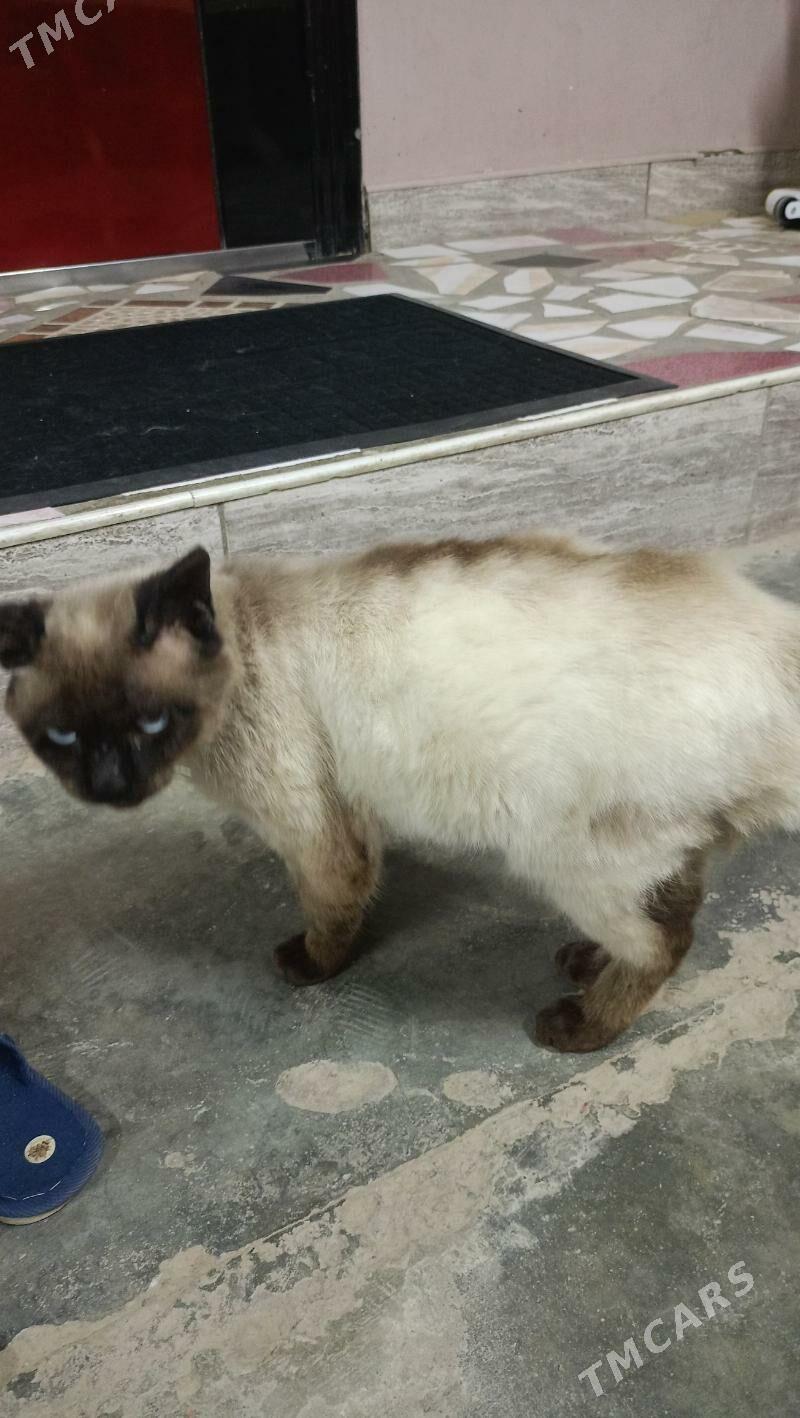 Сиамский - Туркменабат - img 2