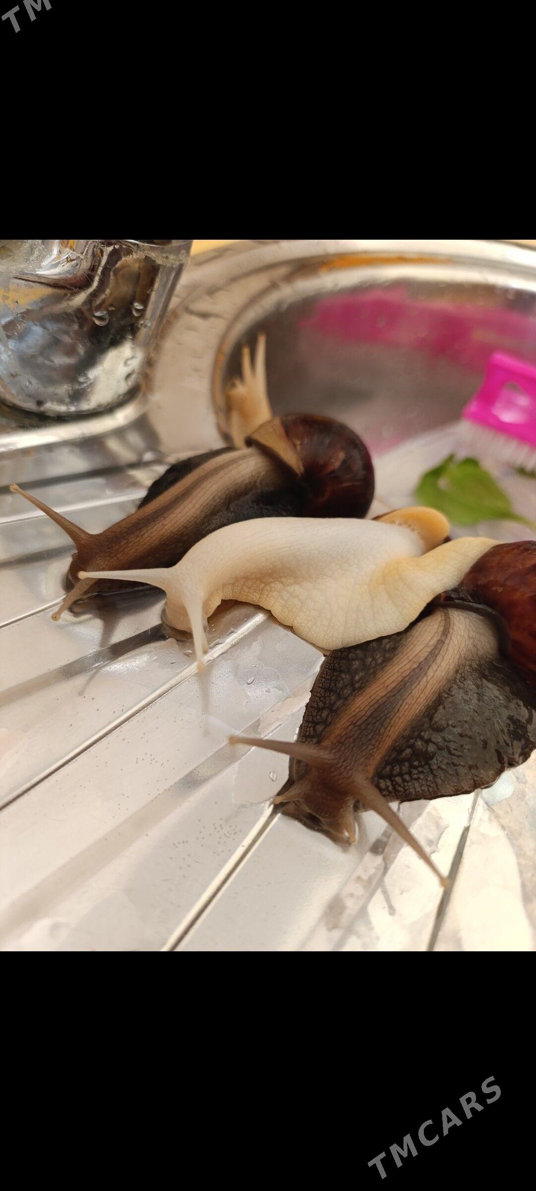 улитки ахатины - Балканабат - img 5