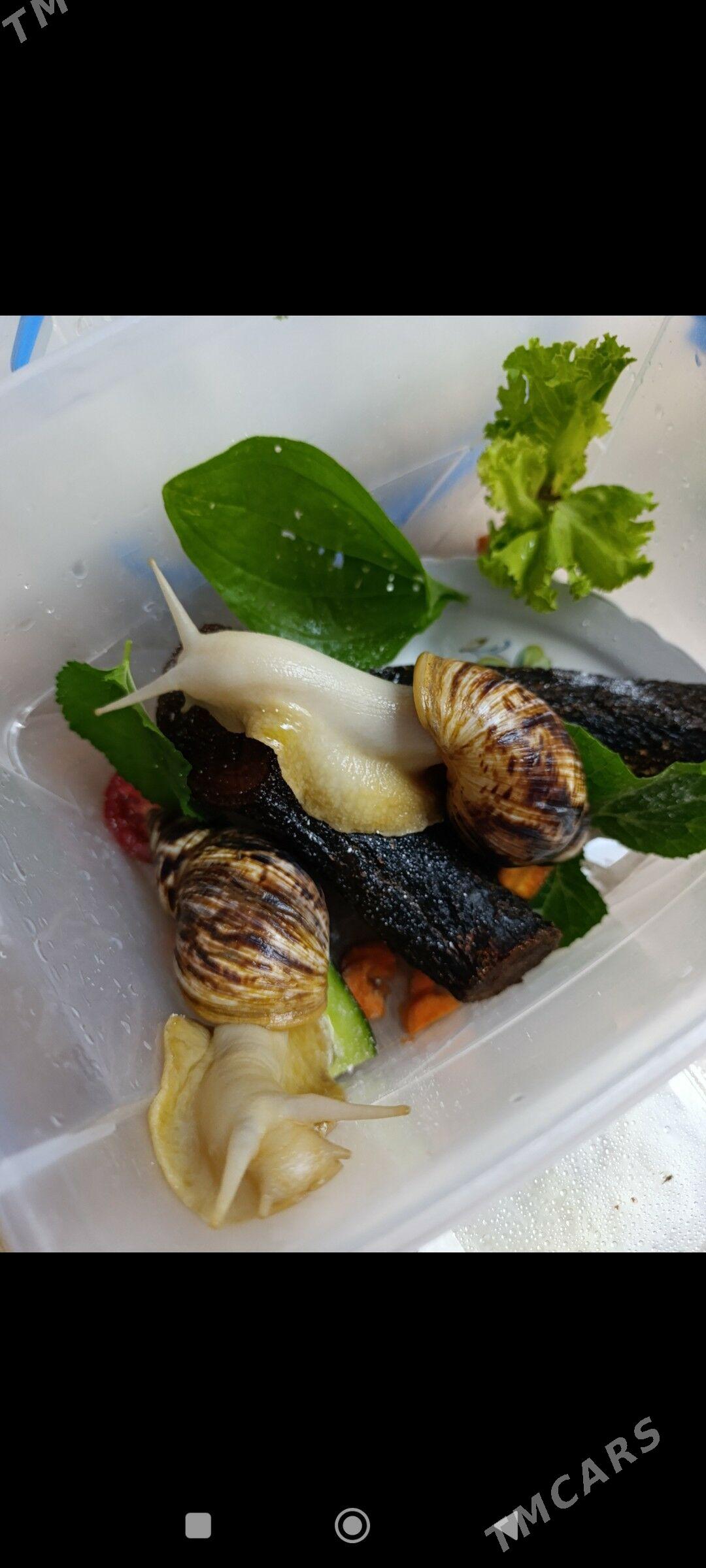 улитки ахатины - Балканабат - img 2