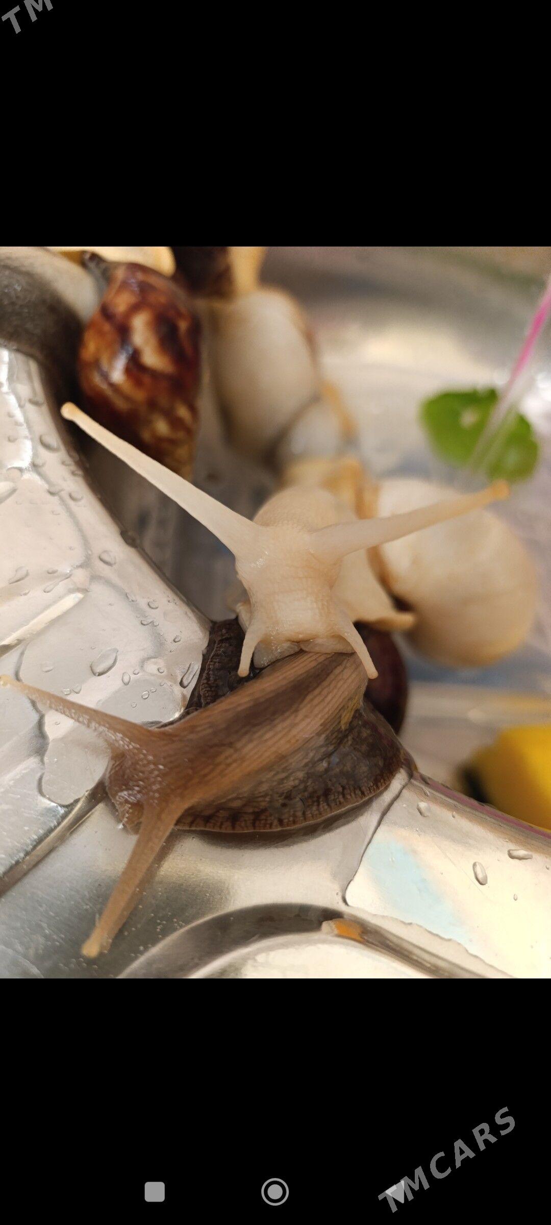 улитки ахатины - Балканабат - img 4