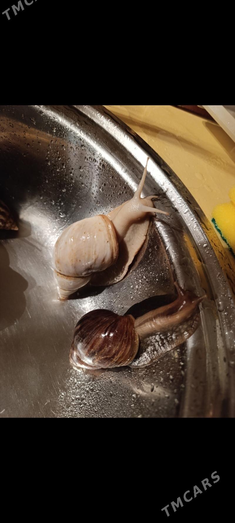 улитки ахатины - Балканабат - img 6