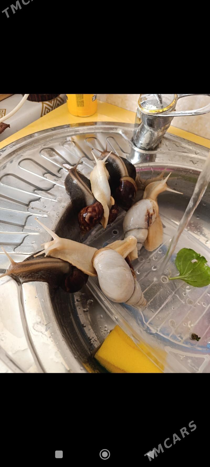 улитки ахатины - Балканабат - img 3