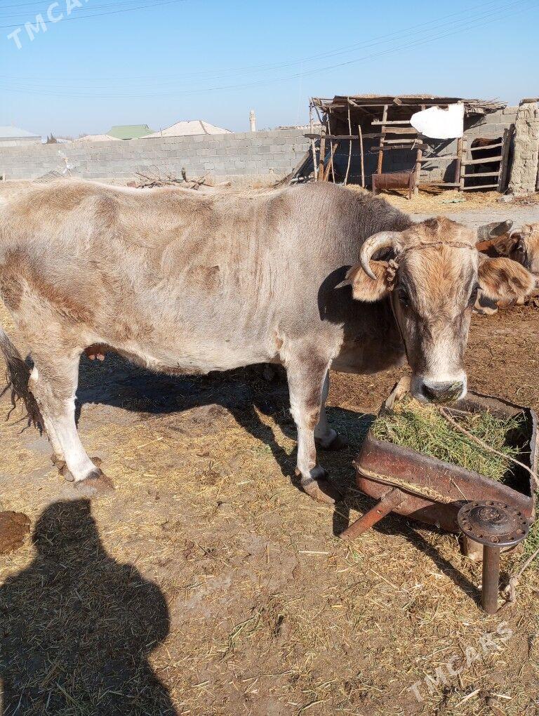 Sygyr - Bäherden - img 3