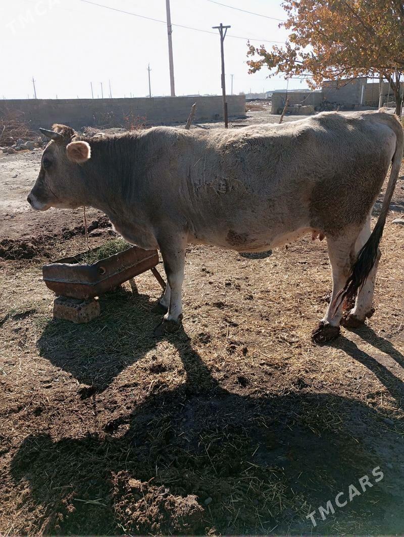 Sygyr - Bäherden - img 2