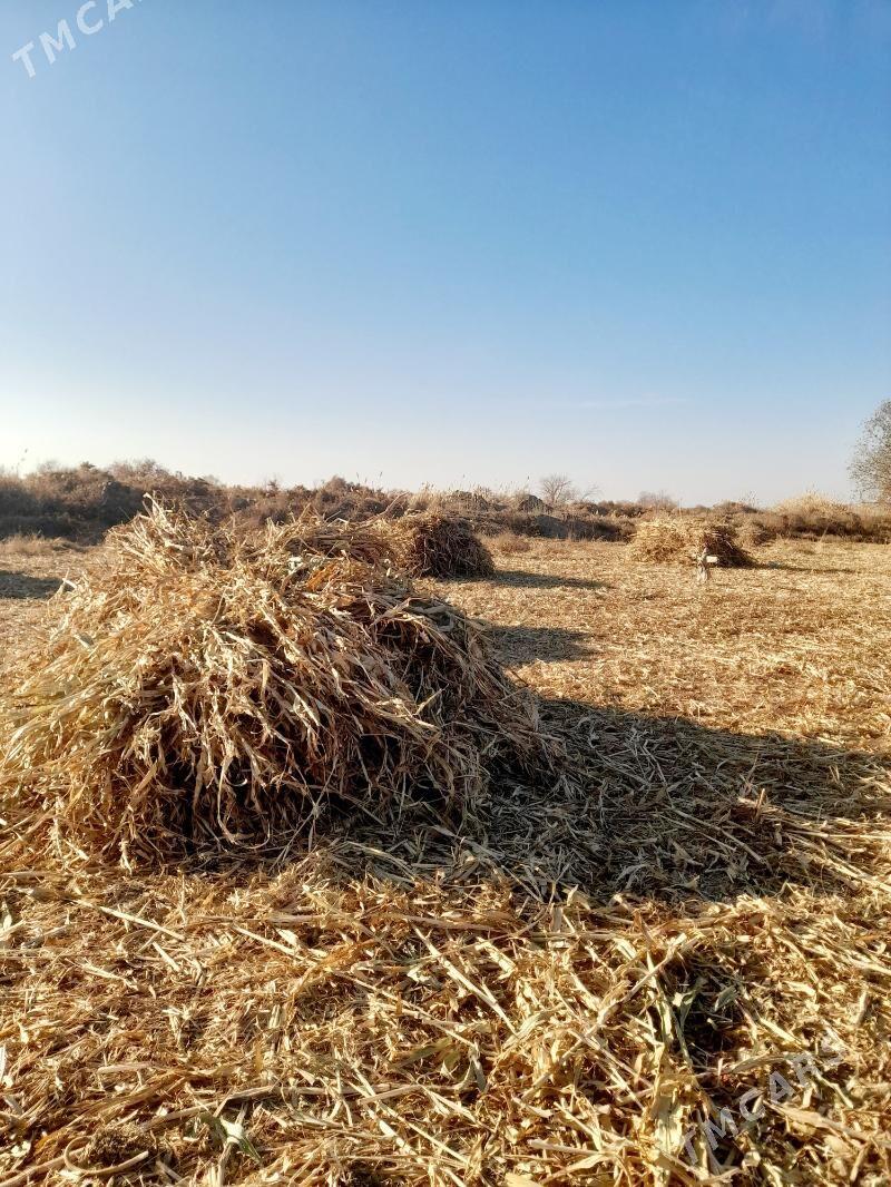 Gowus Oty - Кёнеургенч - img 2