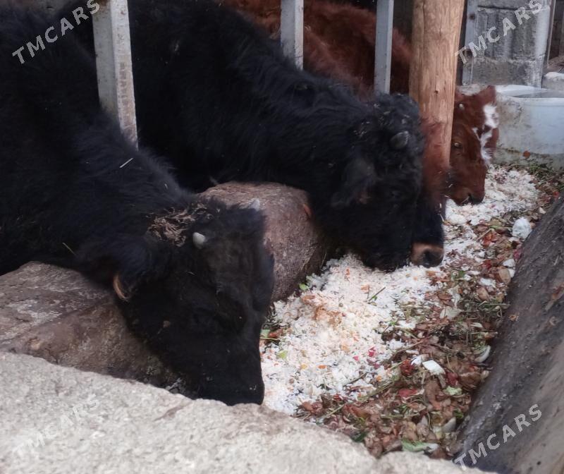 öküz 9sany - Gökdepe - img 4