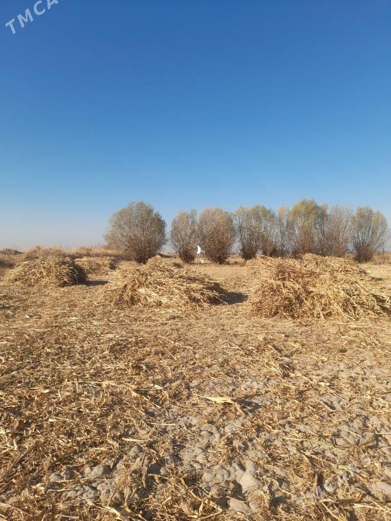 Gowus Oty - Кёнеургенч - img 3