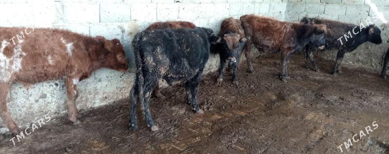 öküz 9sany - Gökdepe - img 7