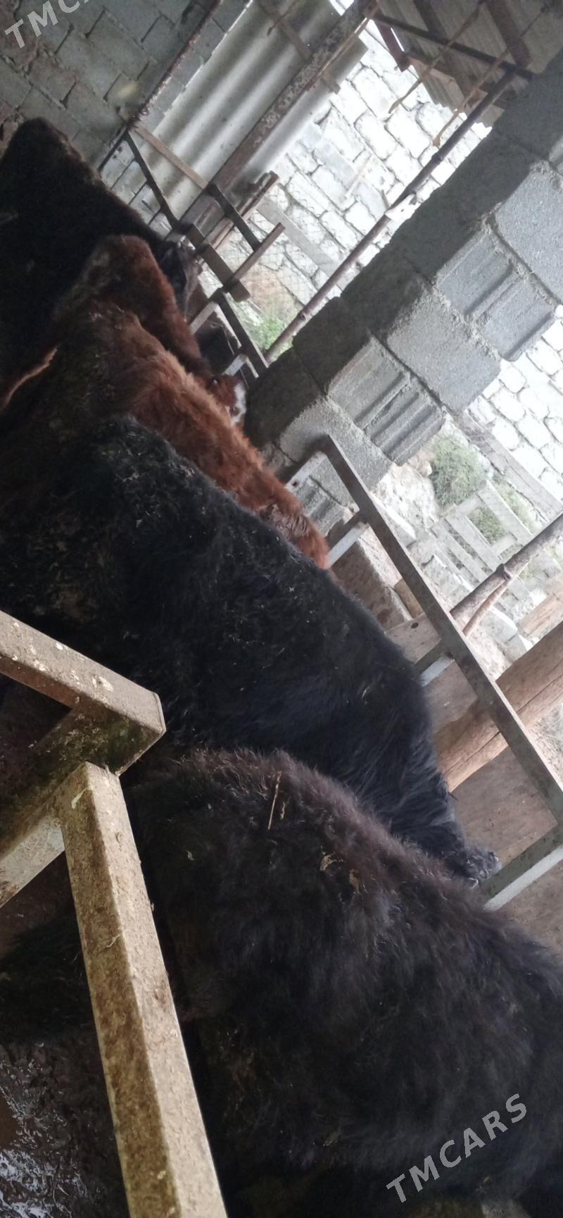 öküz 9sany - Gökdepe - img 3