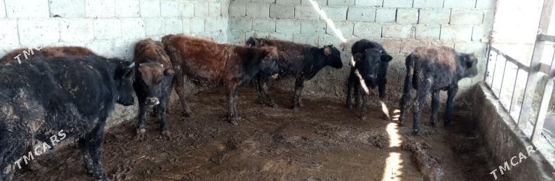 öküz 9sany - Gökdepe - img 2