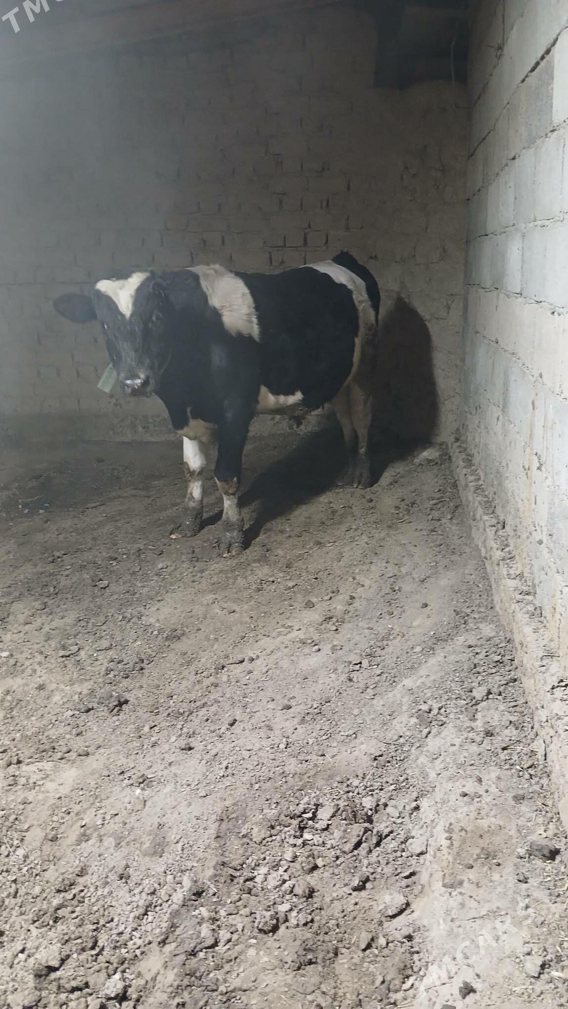 okuz - Гёкдже - img 3