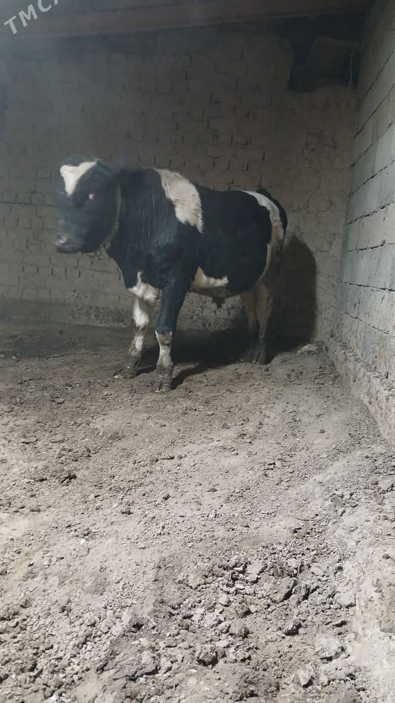 okuz - Гёкдже - img 2