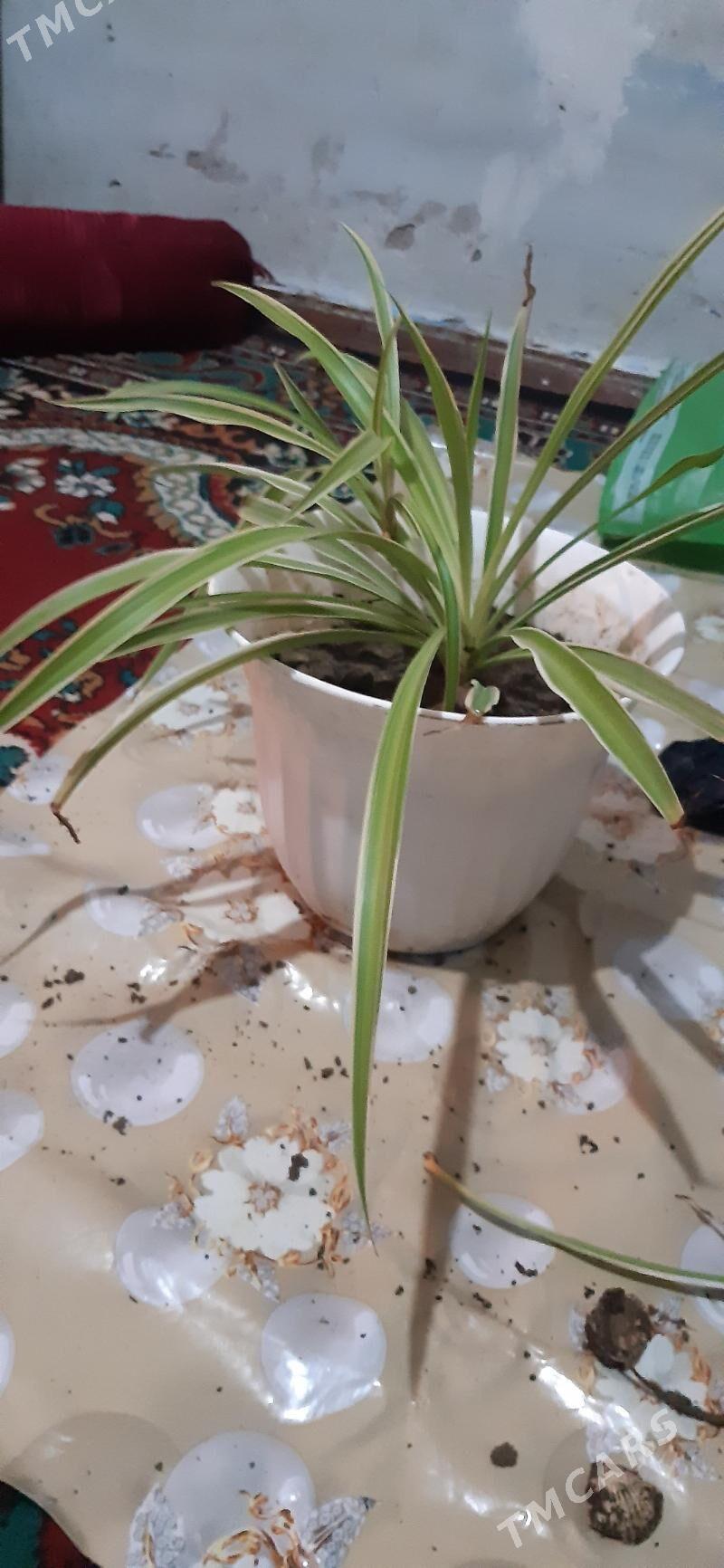 домашние цветы - Ашхабад - img 2