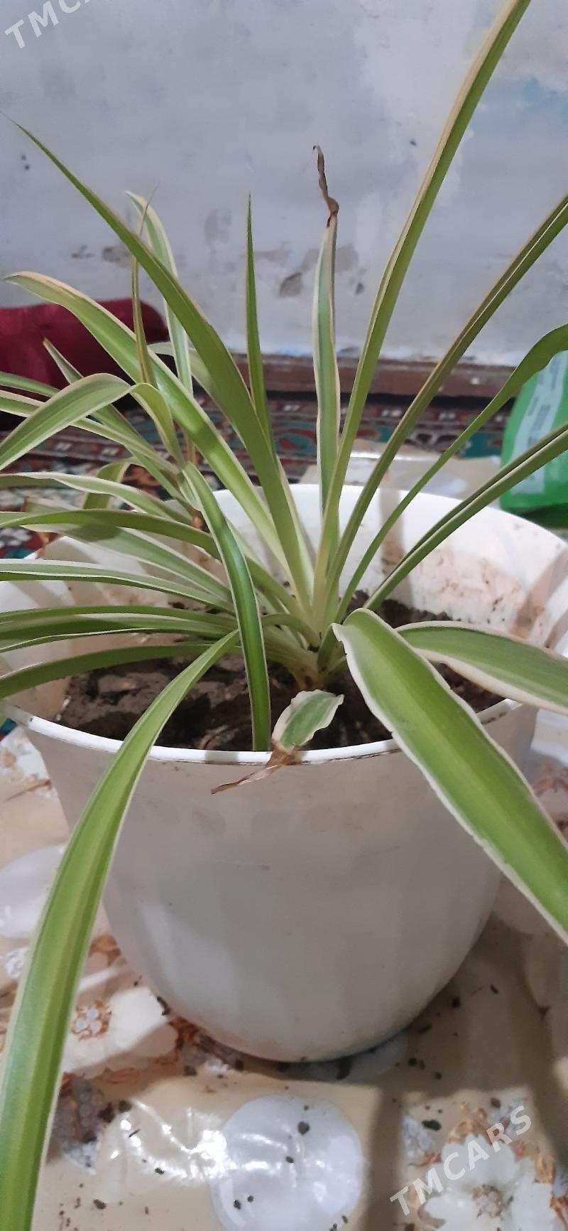 домашние цветы - Ашхабад - img 3