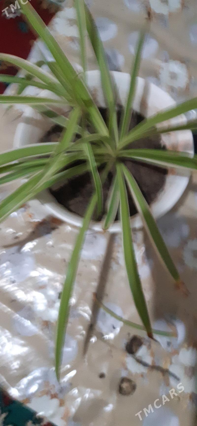 домашние цветы - Ашхабад - img 1