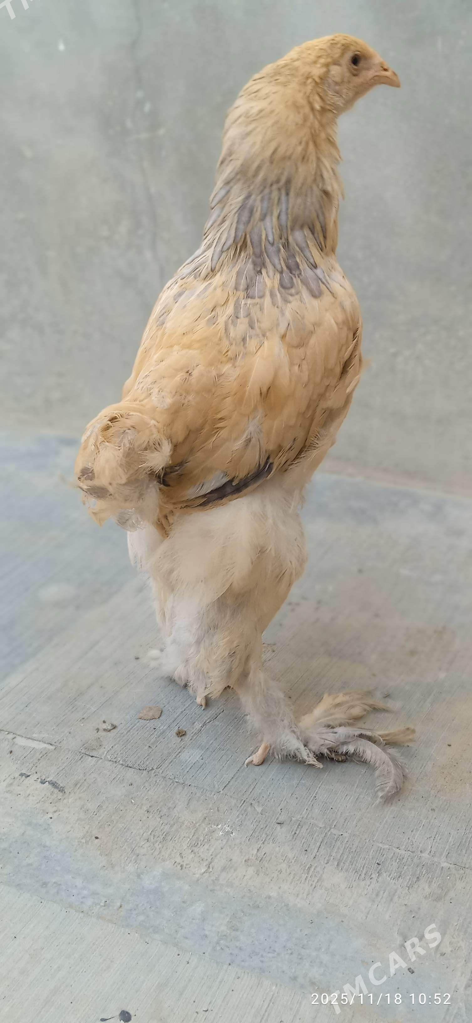 Brama - Балканабат - img 3