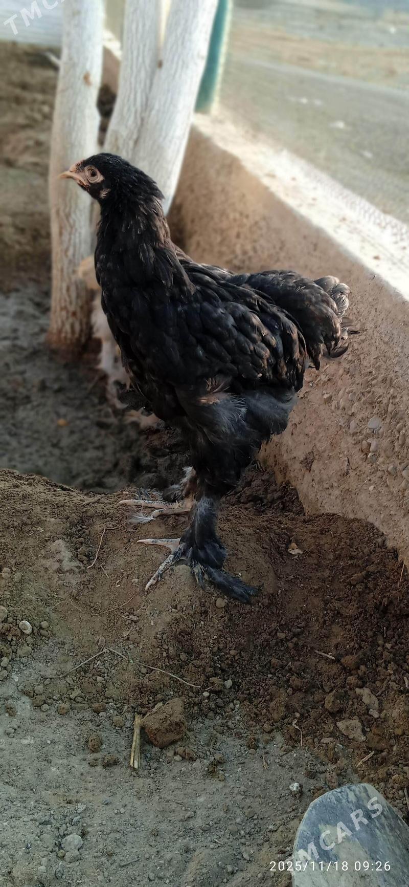 Brama - Балканабат - img 4