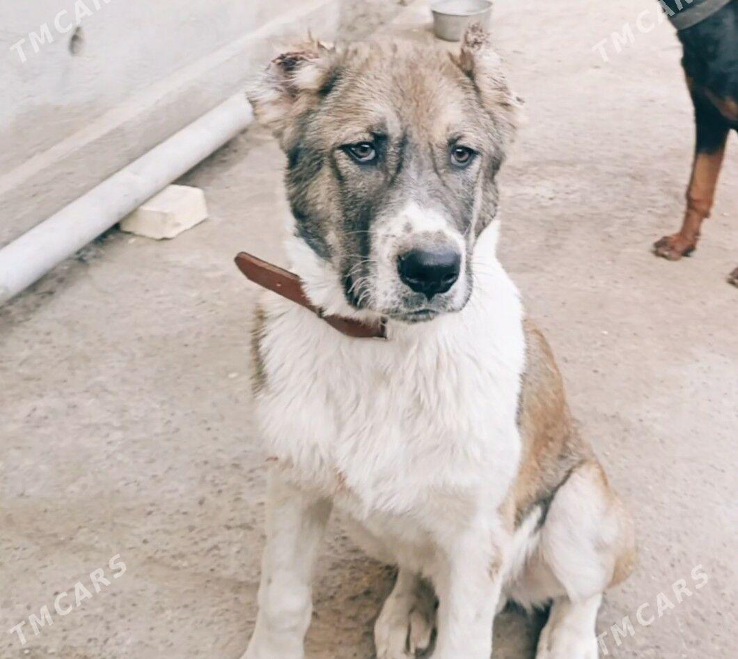 Туркменистан Алабай - Daşoguz - img 2