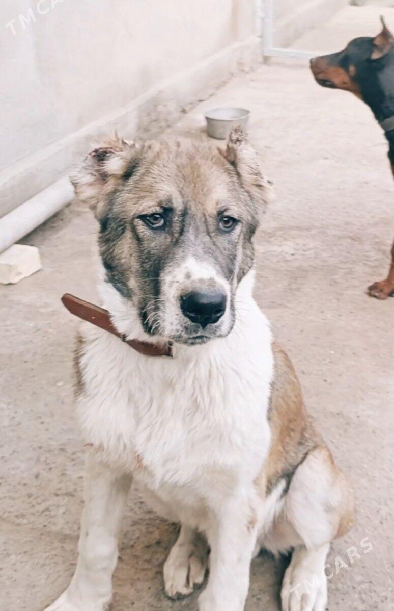 Туркменистан Алабай - Daşoguz - img 3