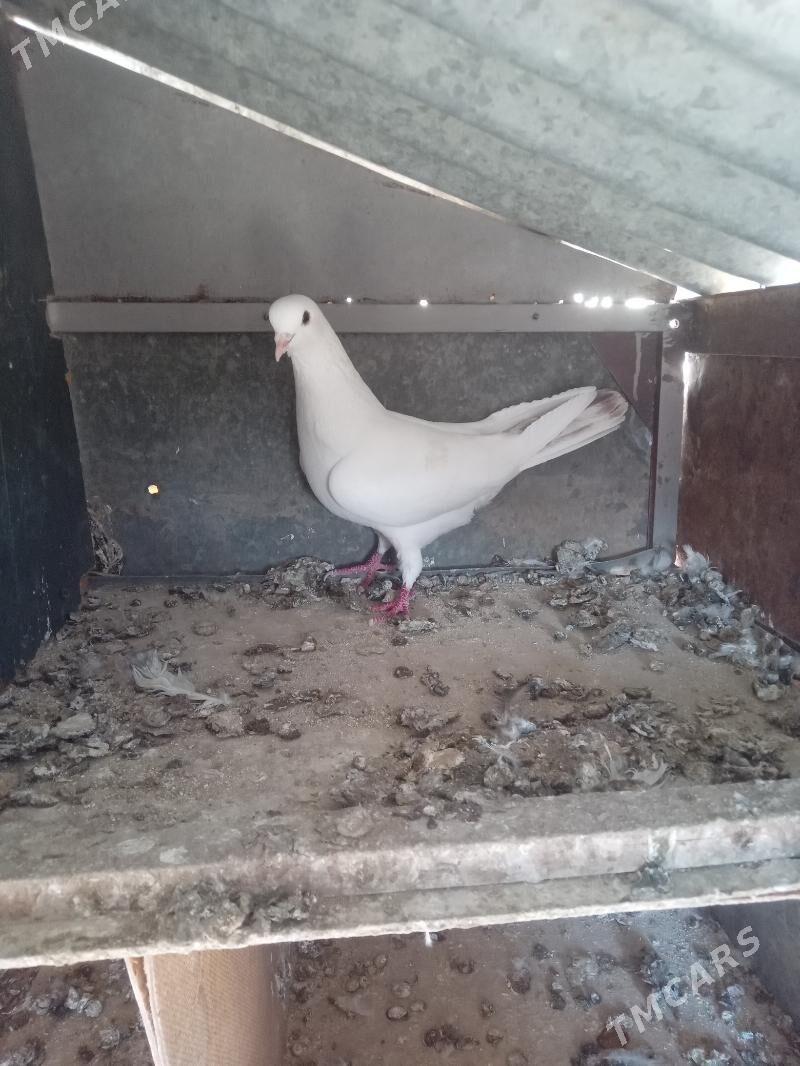 kepderi - Mary - img 2