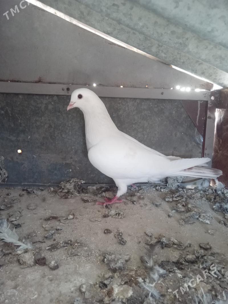 kepderi - Mary - img 1