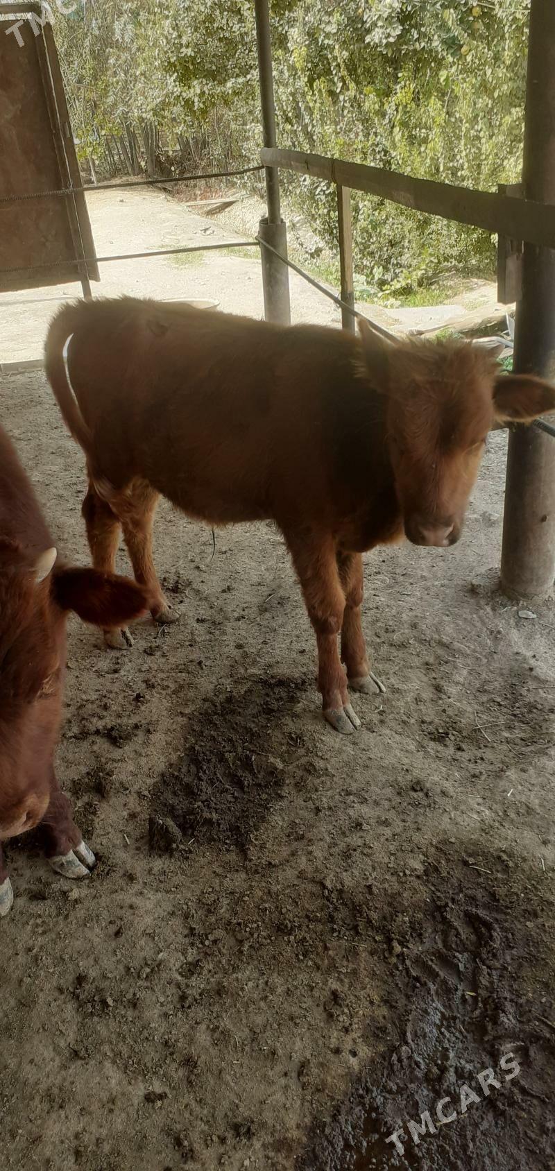 ökuzçe - Байрамали - img 1