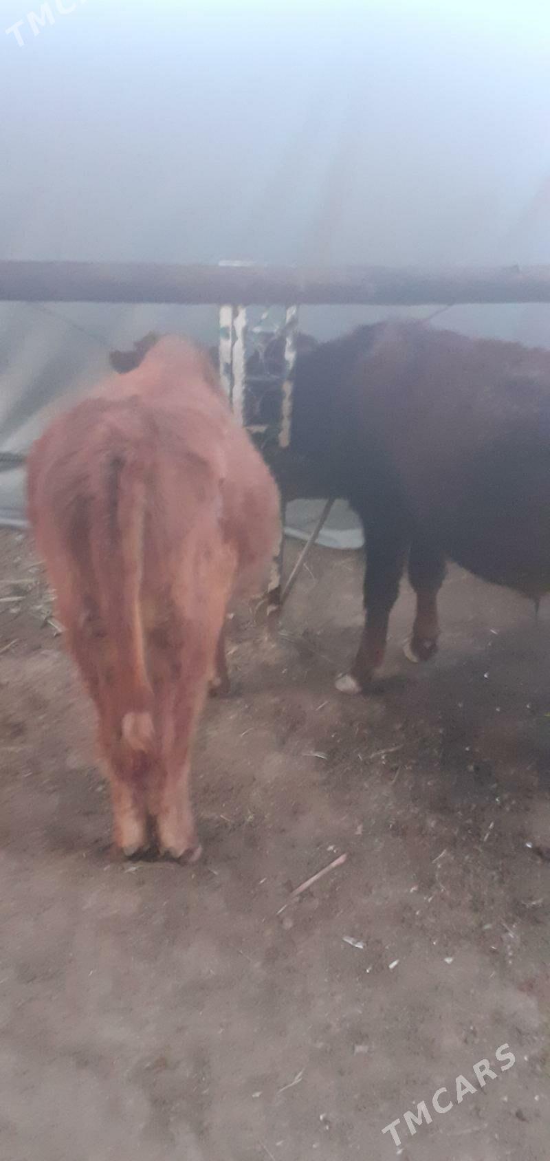 ökuzçe - Байрамали - img 2