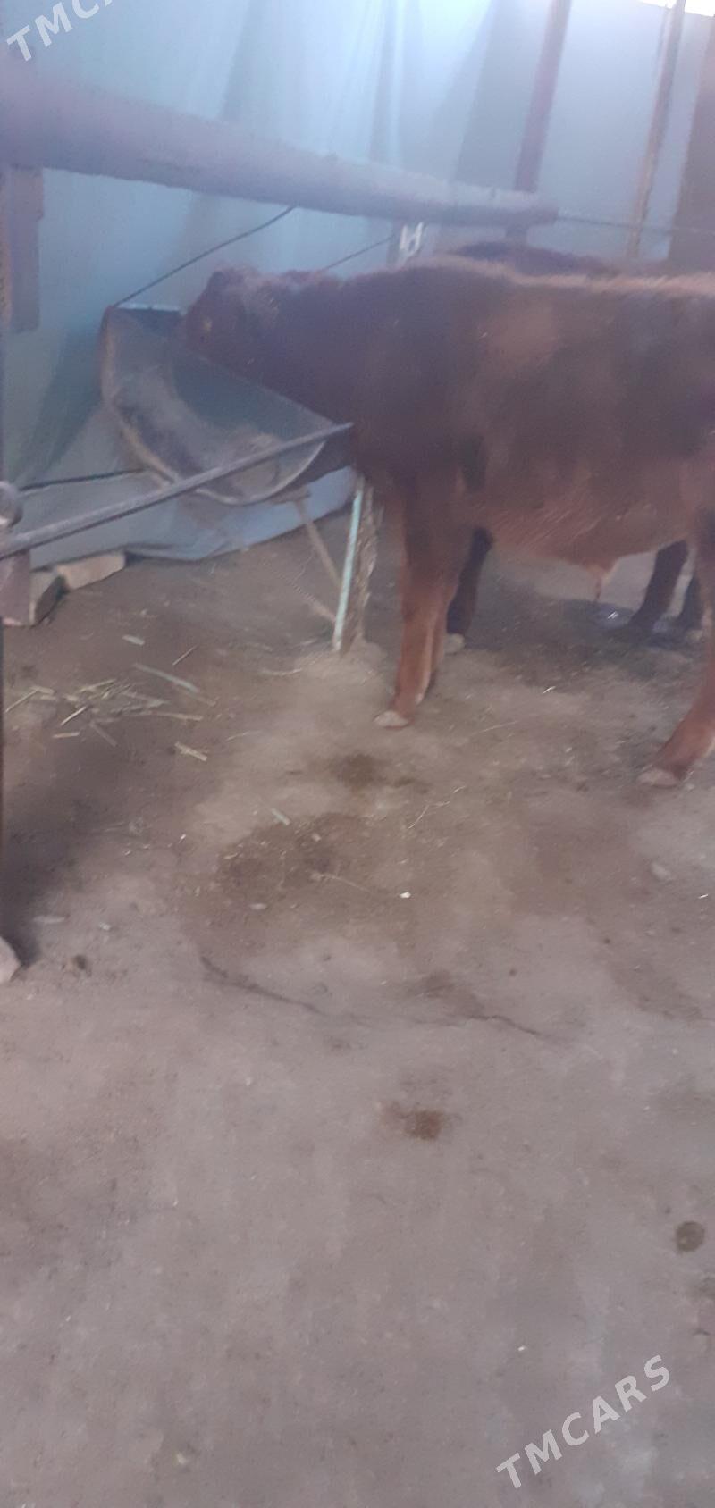 ökuzçe - Байрамали - img 3