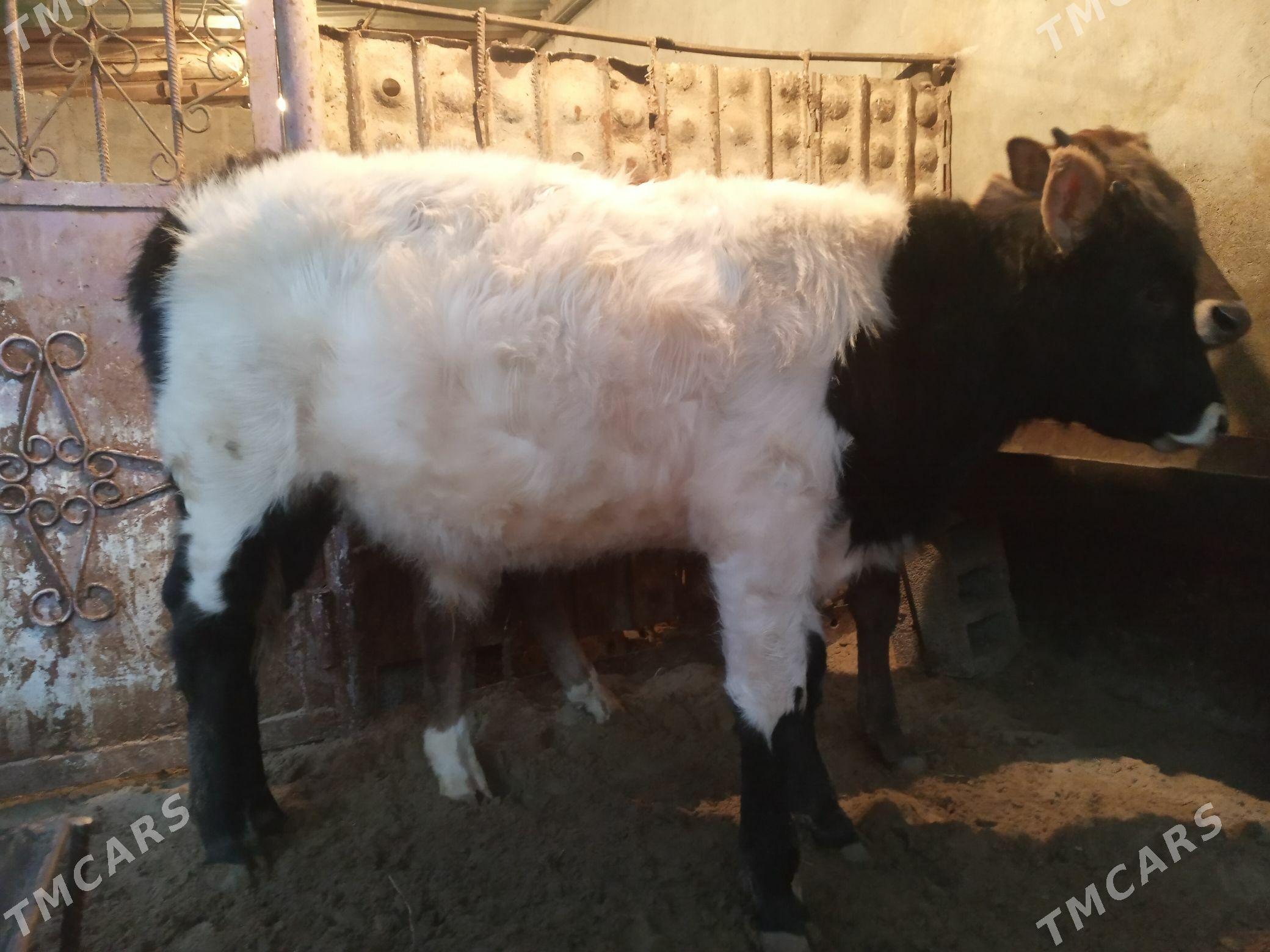 Öküz - Балканабат - img 1