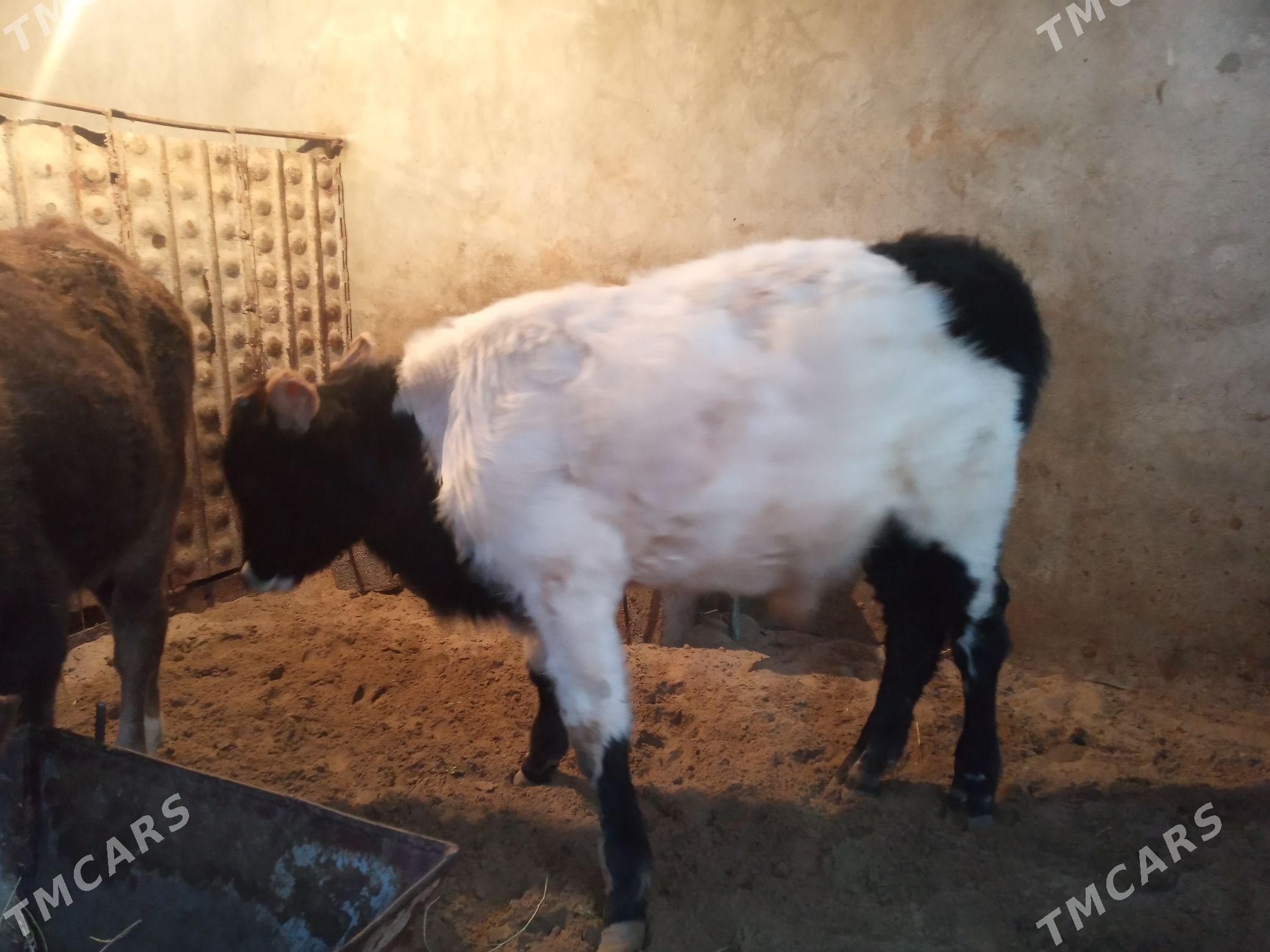 Öküz - Балканабат - img 2