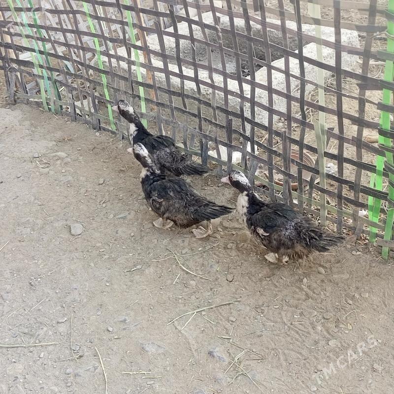 ordekler - Гёкдепе - img 1