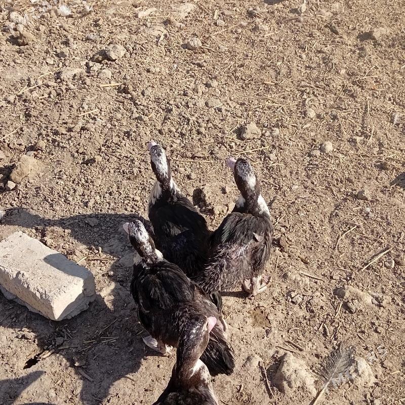 ordekler - Гёкдепе - img 2