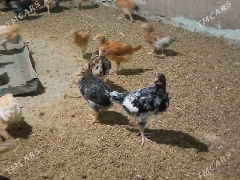 towuk juje 2.5 aylyk - Теджен - img 1