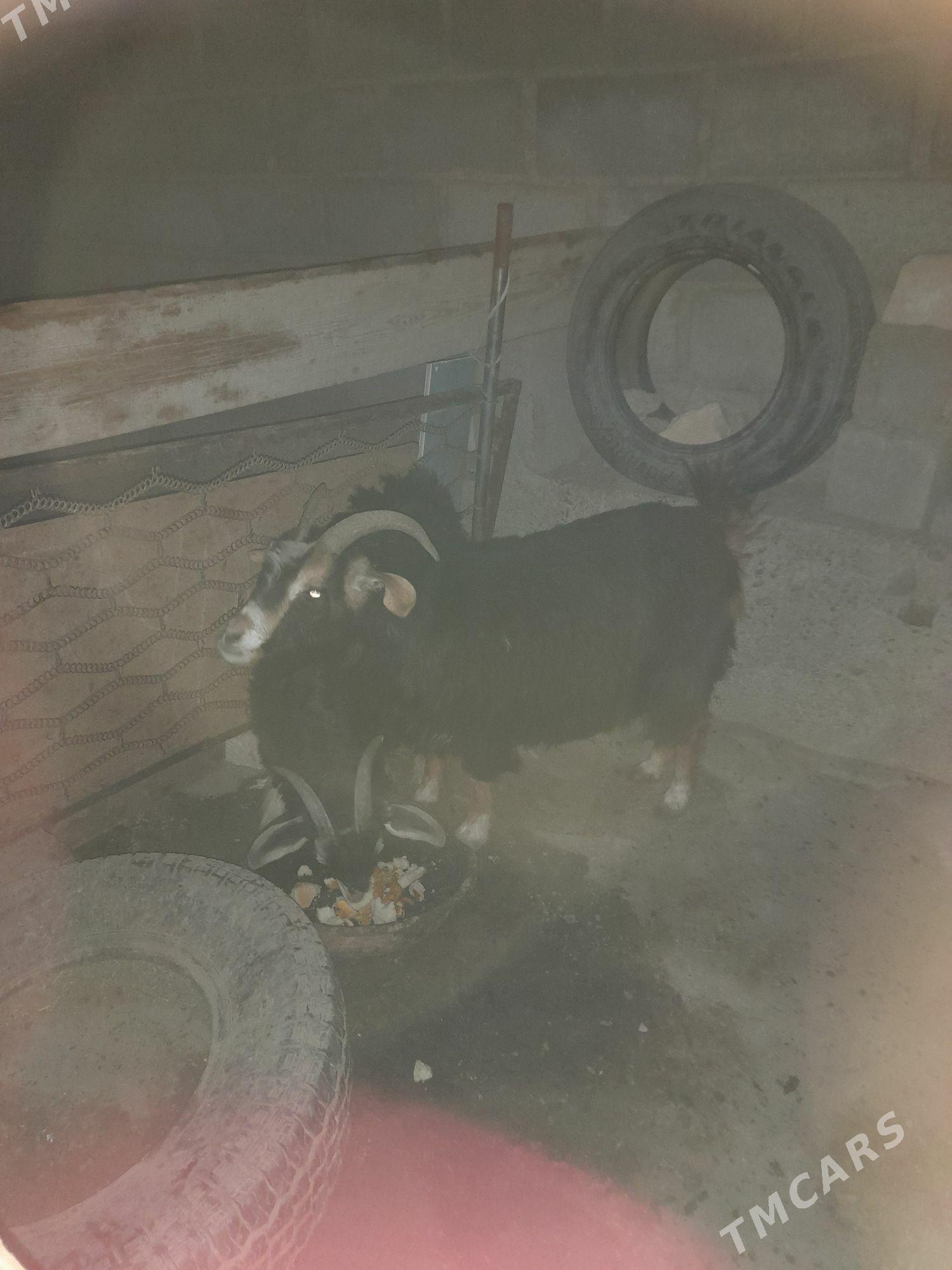 geçi - Gumdag - img 3