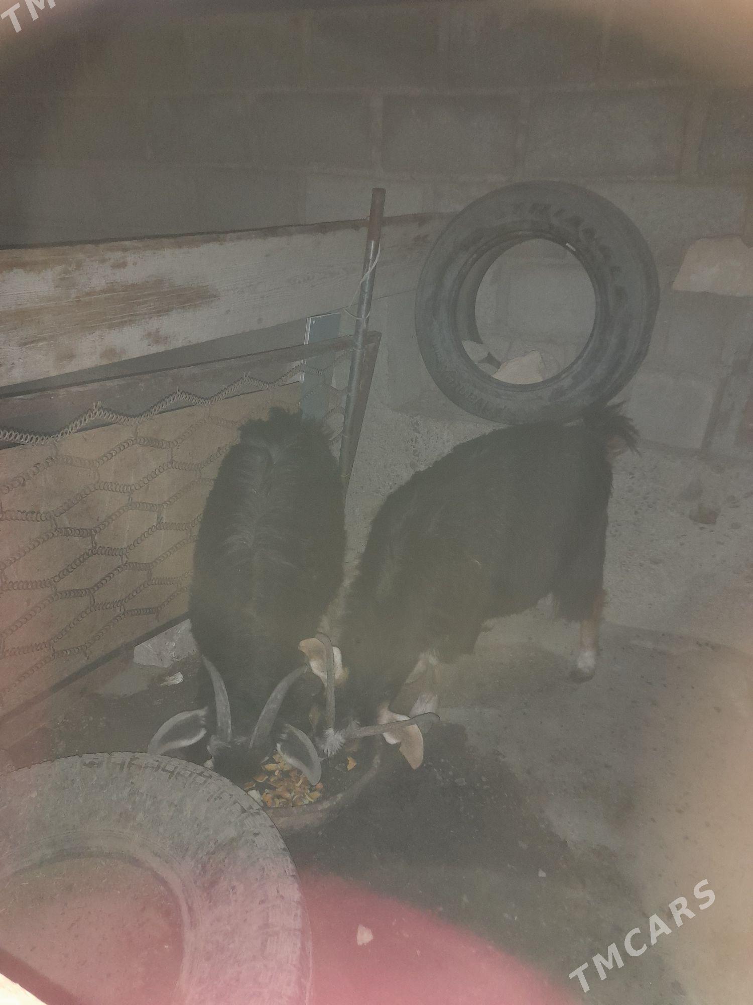 geçi - Gumdag - img 2