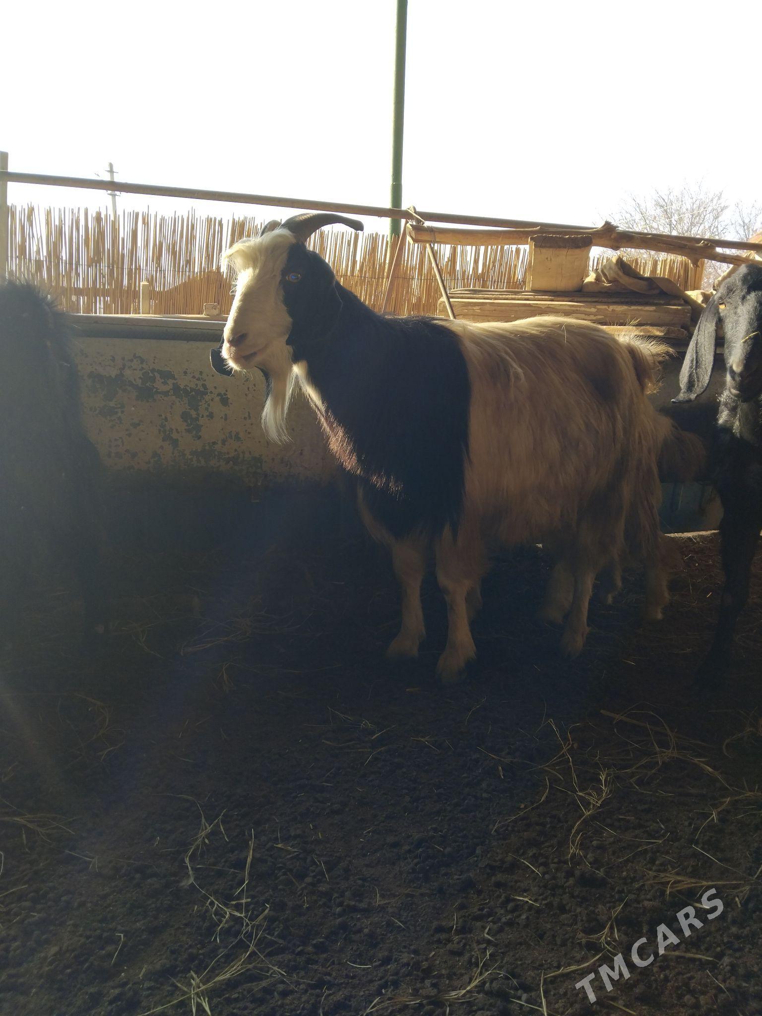 geci - Çärjew - img 1