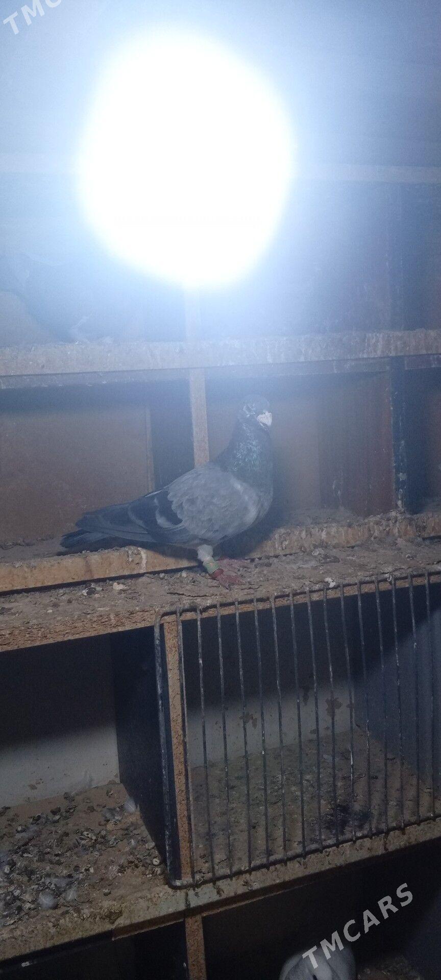 kepderi - Arzuw - img 3